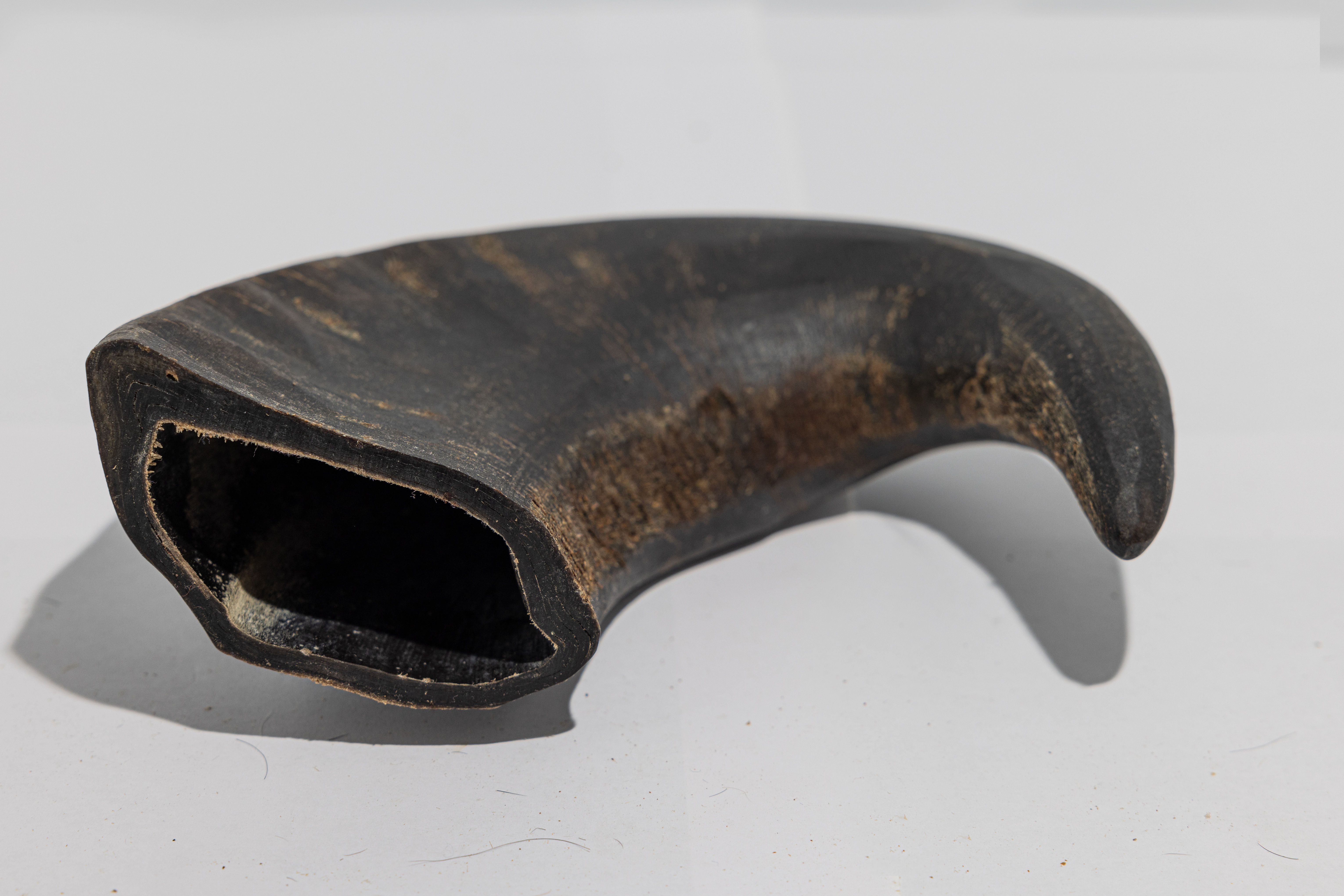 Buffalo Horn - Large