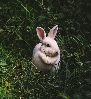 Rabbit_edited.jpg