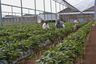 Paraná é o segundo estado com mais contaminação por agrotóxicos