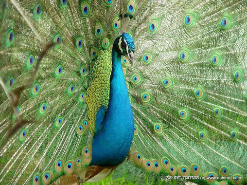 Peacock.jpg
