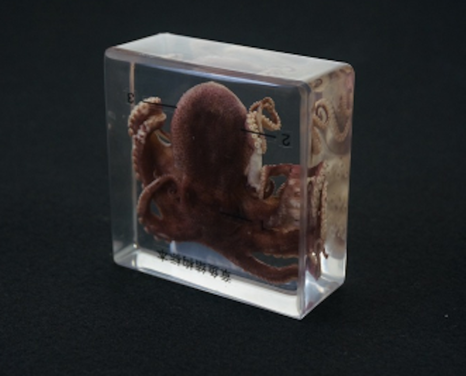 Thumbnail: Real Octopus Specimen in Lucite