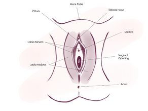 Female Anatomy 101: The Vulva & Vagina