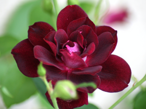 Spotting during your cycle? Low progesterone might have something to do with it…