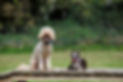 loki and alfie.jpg