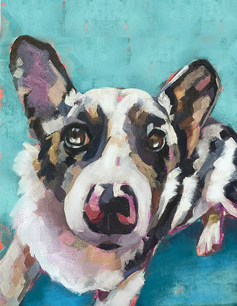 Ender the Bossy Corgi