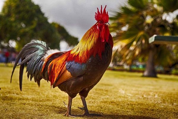 Nằm Mơ Thấy Gà Trống Đánh Con Gì? content media