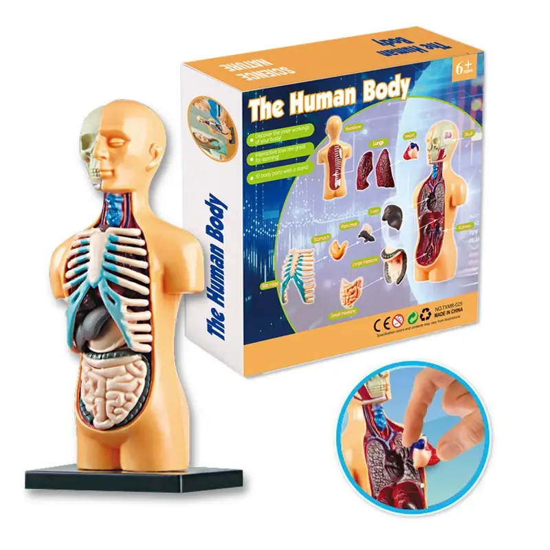 縮圖：Master STEM Biology Figure Anatomy Model