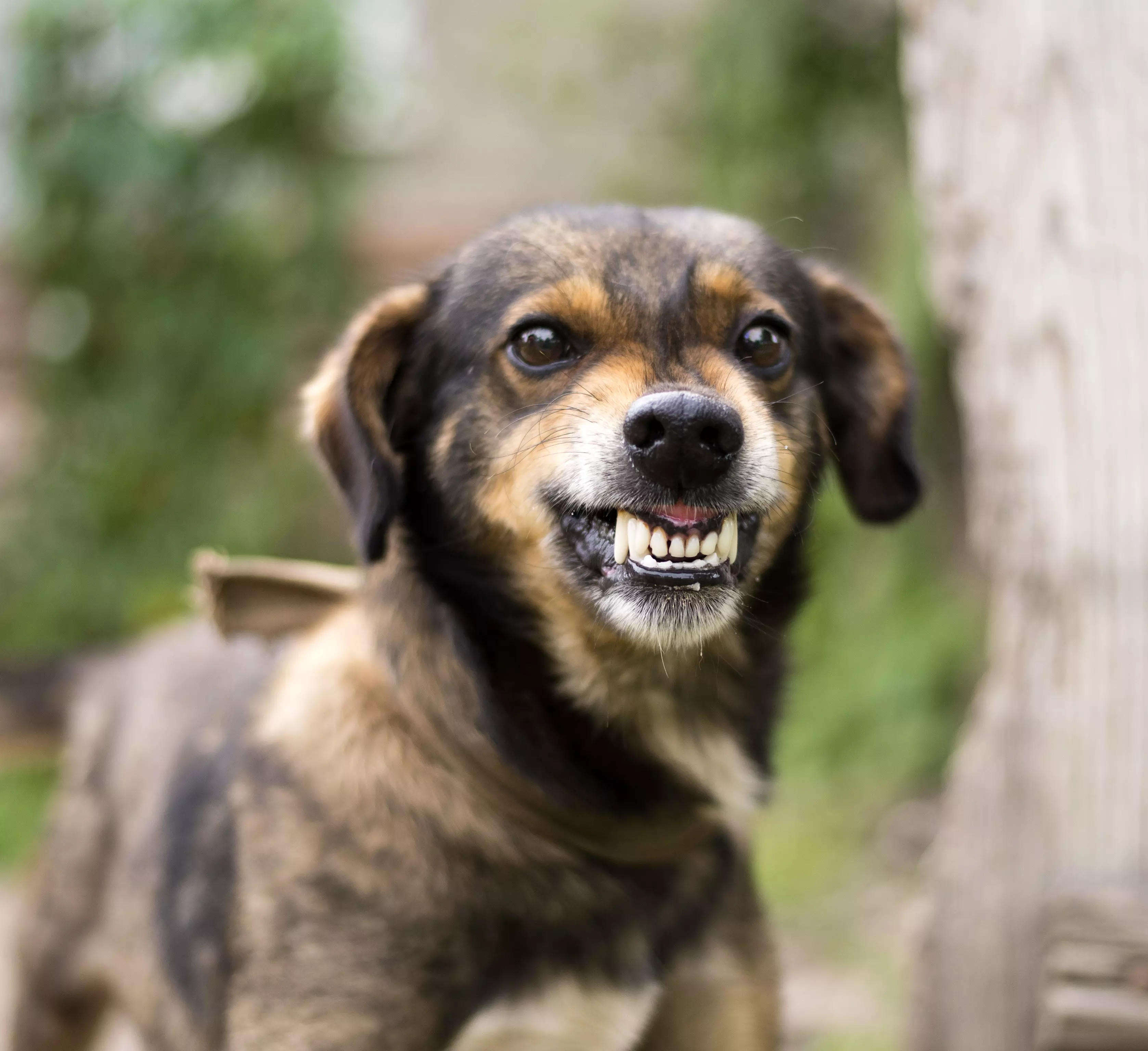 growling.webp