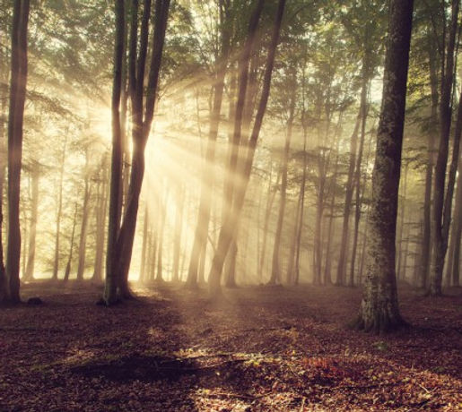 Natur Bestattung