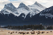 Elk Herd Grazing