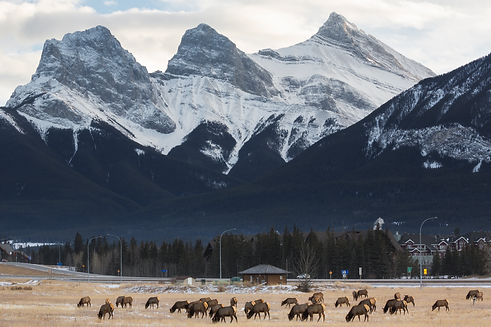 Elk Herd Grazing