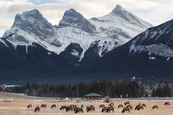 Elk Herd Grazing