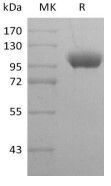 Recombinant Human LILRB1 (C-Fc)