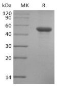 Recombinant Human ILDR2 (C-6His)