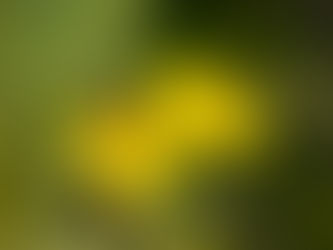 pollen season window washing in georgia