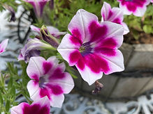 IMG_5334.jpeg