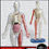 Thumbnail: Human Body Autopsy Play Set