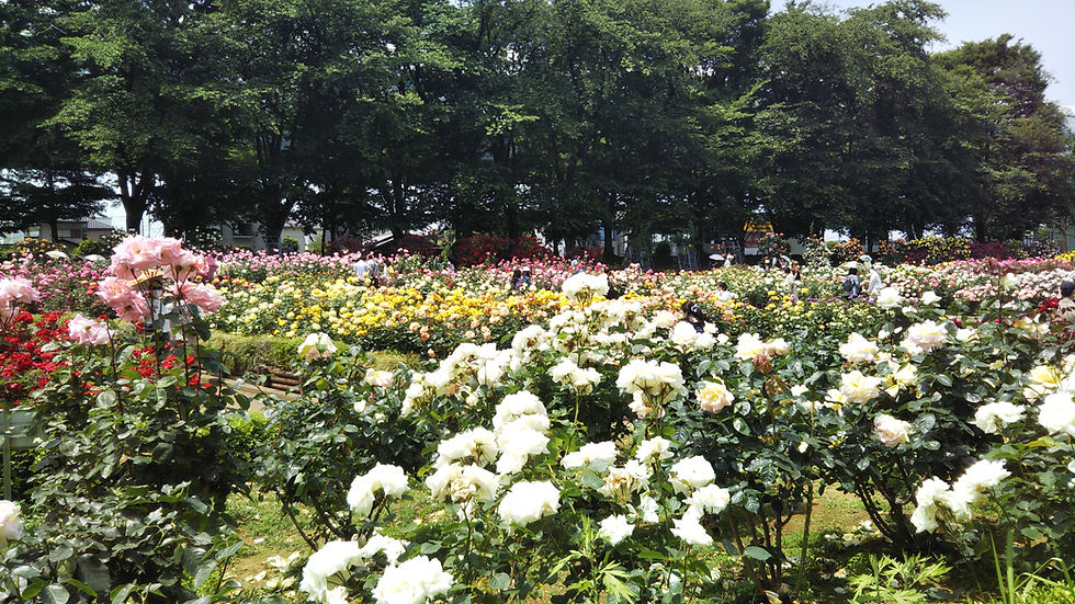 バラ園