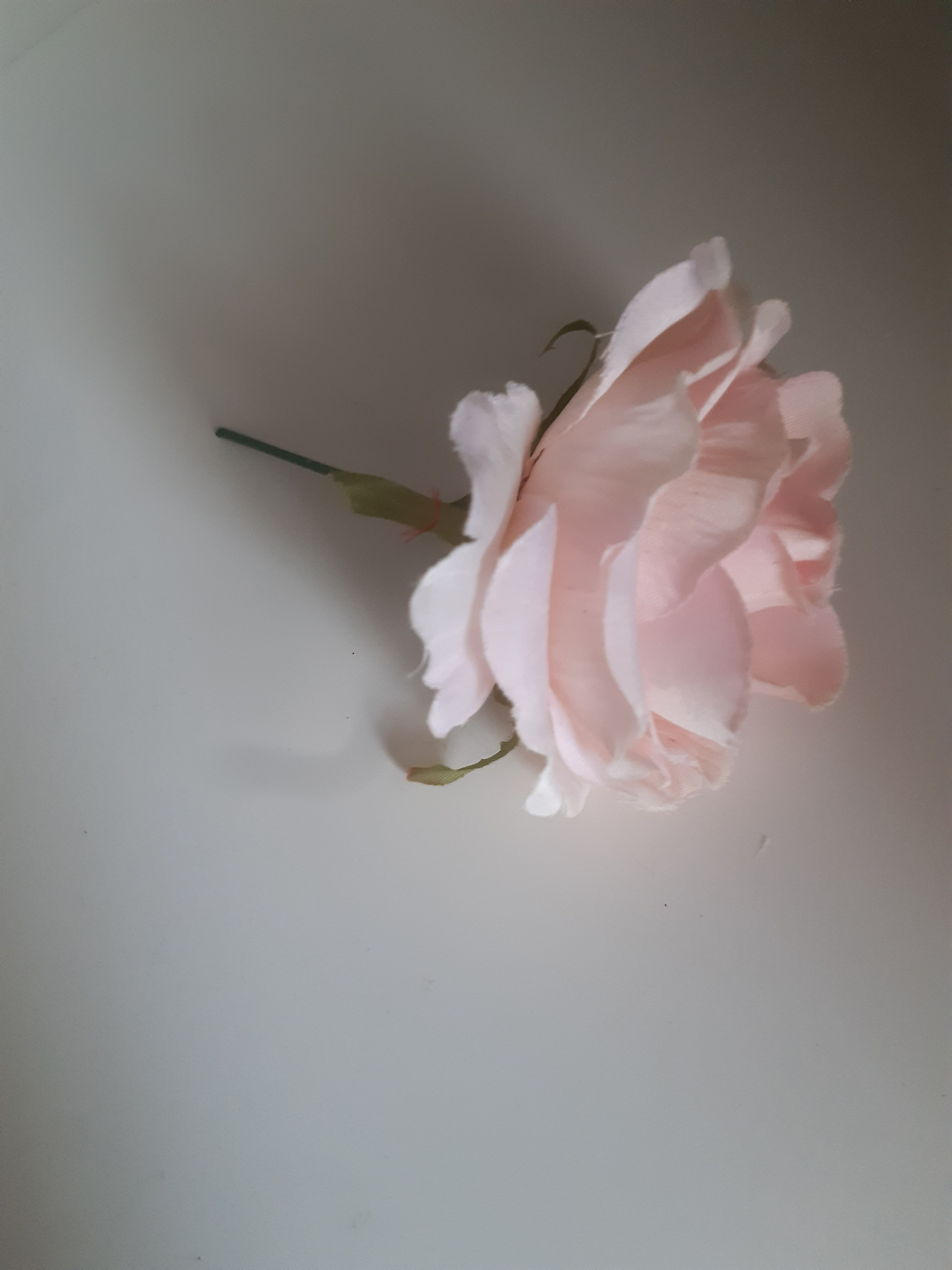 Rose N°5