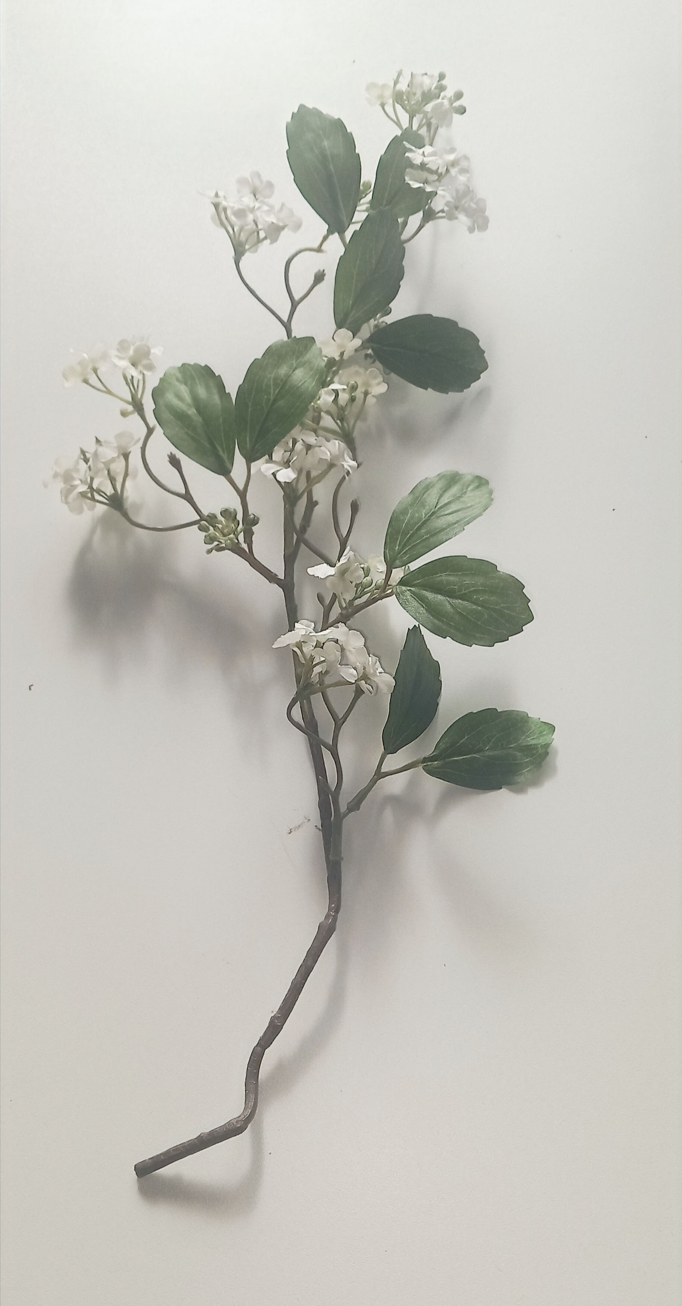 Branche de pommier