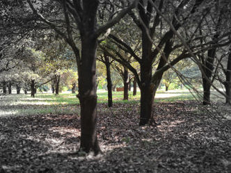 Mekarsari Flower Garden