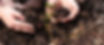 Sustainability banner image - native forest.jpg