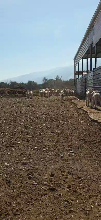 WhatsApp Video 2026-03-19 at 01.54.12.mp4