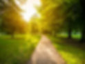 narrow-road-in-green-grassy-field-surrounded-by-green-trees-with-the-bright-sun-in-the-bac