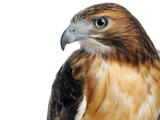 Hawk: Stop and Listen to Your Soul's Yearnings