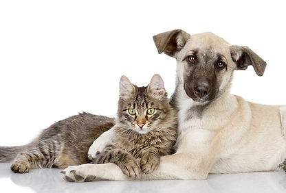 animal communication, domesticated or wild, with Lacey Camp psychic medium