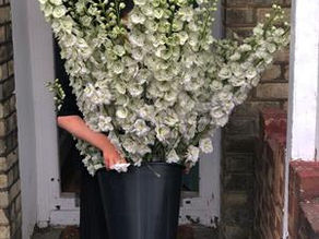 RHS Chelsea Fringe Festival