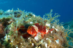 zuljana diving