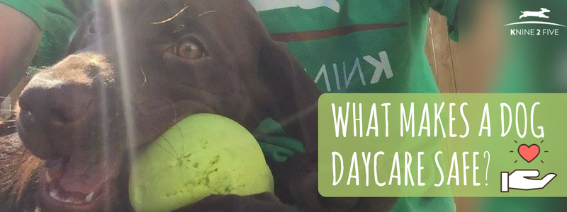 playtime doggy daycare ii