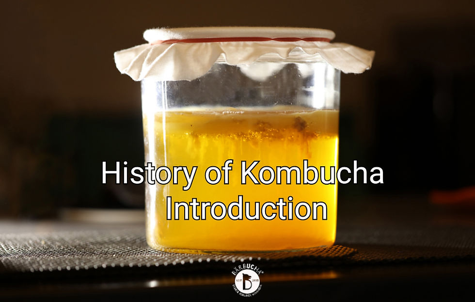History of Kombucha - Introduction