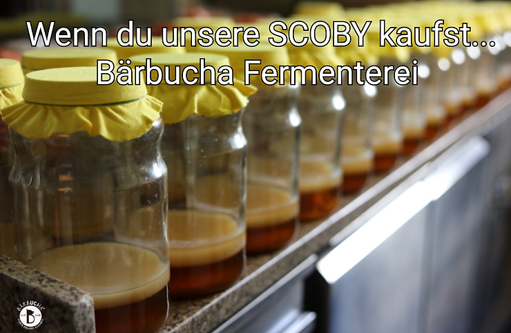 Wenn du unsere SCOBY kaufst ...