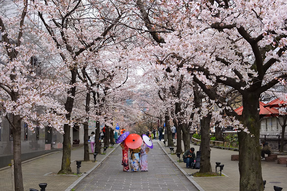 【花見散歩】散策しながら景色を楽しむ嵐山周辺の桜満開スポット