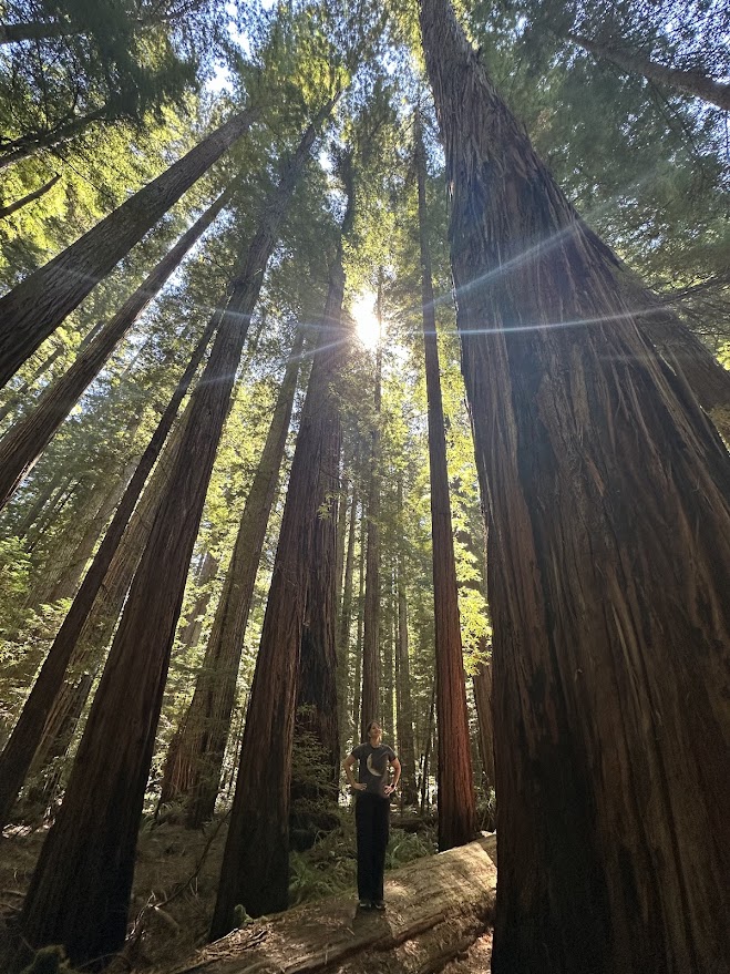 Humboldt Redwoods State Park