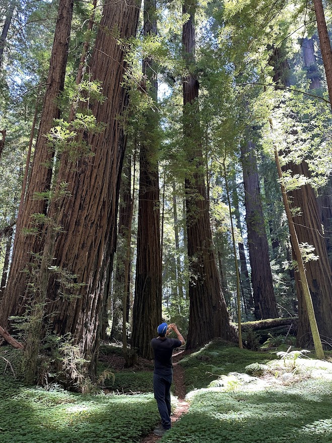 Avenue of the Giants
