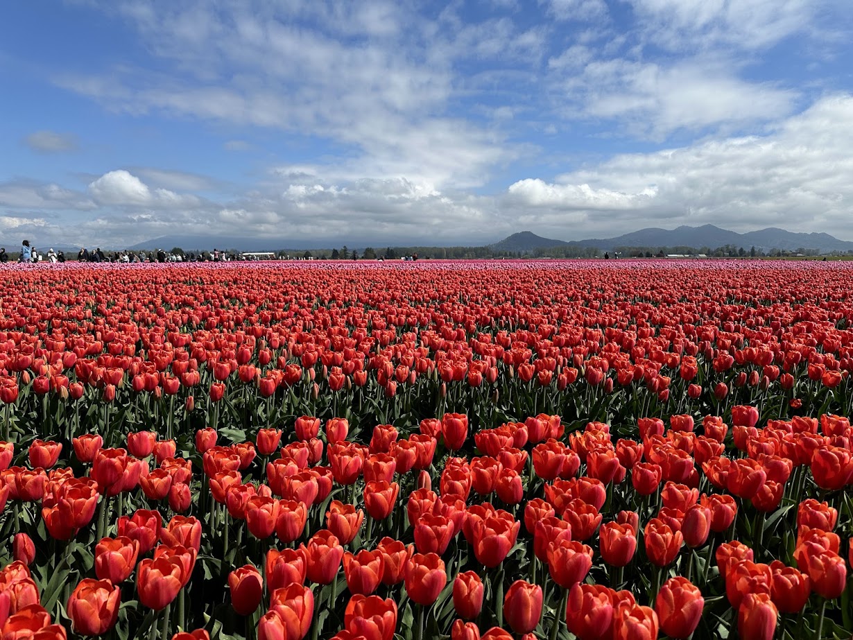 Skagit Valley Tulip Fields