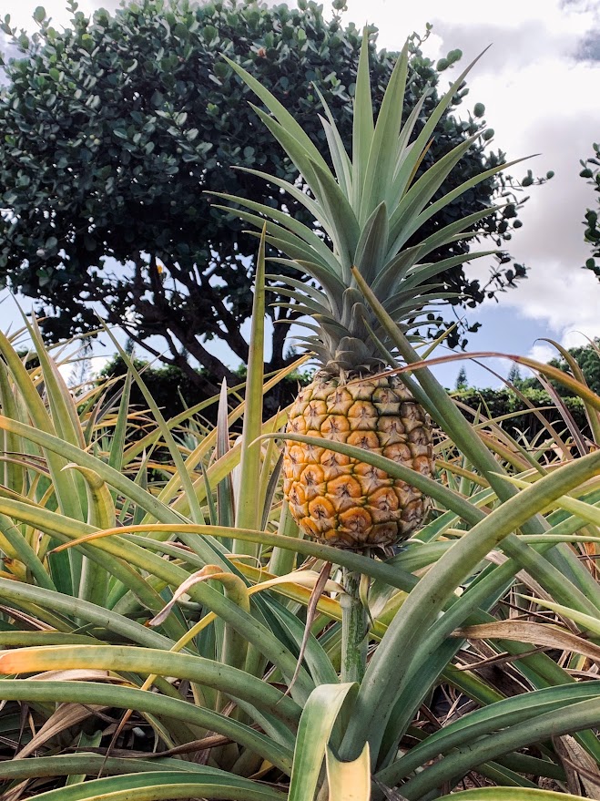 Dole Plantation