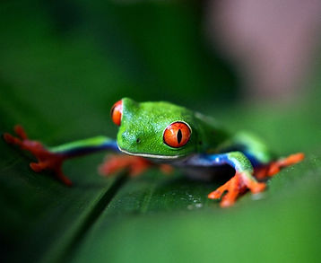 Una fila di llama al sservizio di viaggiatori durante un trekking nel parco dello Huascaran in Peru