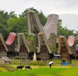 Tipiche case Tongkonan con tetti spioventi a forma di barca si ergono in un villaggio di Tana Toraja in Indonesia, circondate da campi di riso verde luminoso, con una persona che cammina sotto un ombrello e bufali che pascolano, evidenziando l'armoniosa convivenza tra tradizioni culturali e vita agricola.