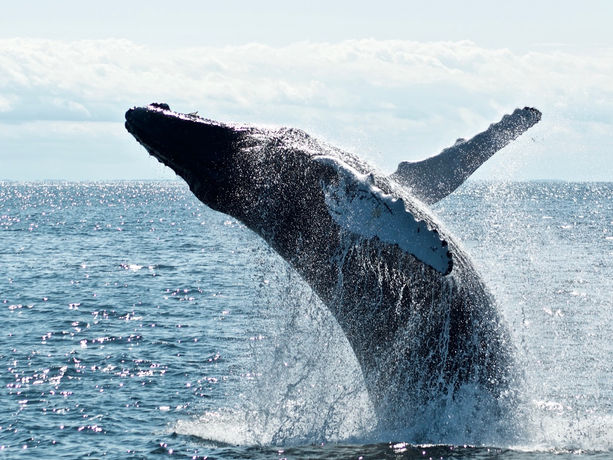 Balena che emerge impetuosa dalle acque blu brillanti, con un maestoso salto che lascia dietro di sé schizzi scintillanti al sole. Questo spettacolo affascinante cattura l'essenza del Whale Watching nelle Azzorre, un'attività ecosostenibile che attira viaggiatori in cerca di connessione con la maestosa vita marina dell'arcipelago