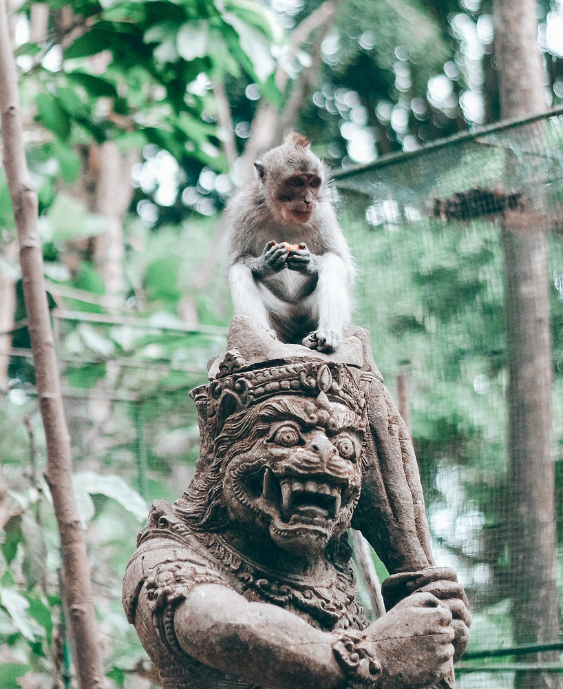 Il Mazzo Di Langur Delle Scimmie Ha Ottenuto L'albero Ramoso Immagine Il Mazzo Di Langur Delle Scimmie Ha Ottenuto L'albero Ramoso Immagine