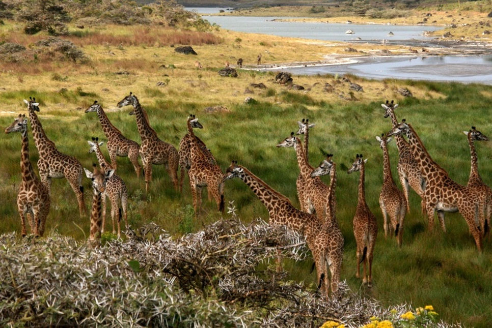 Branco di giraffe cammina attraverso la savana vicino a zone umide con acqua stagnante.