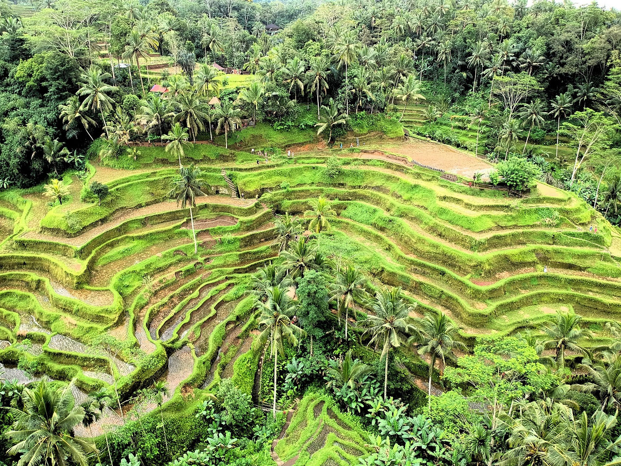 le risaie dell'indonesia