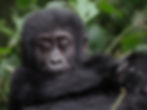Viaggi responsabili e organizzati in Uganda_ioviaggioresponsabile_edited.jpg