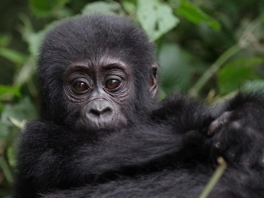 Viaggi responsabili e organizzati in Uganda_ioviaggioresponsabile_edited.jpg