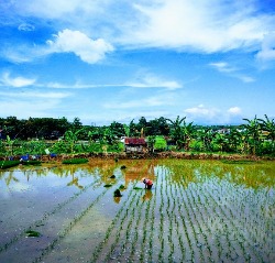 Riflessi di un cielo blu su risaie allagate, con un agricoltore che lavora diligentemente nel campo, circondato da rigogliosi alberi di banano e una piccola capanna, raffigurando la vita agricola e la bellezza naturale dell'Indonesia.