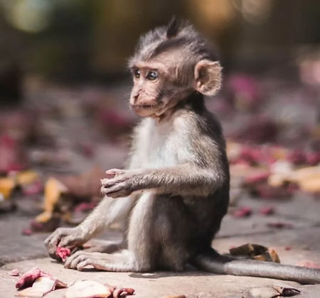 Screenshot 2026-04-08 alle 17.27.48.jpeg